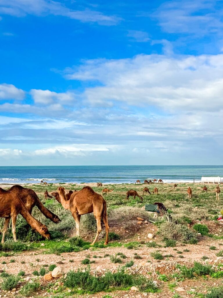 Camels grazing by the Atlantic coast near Tamraght