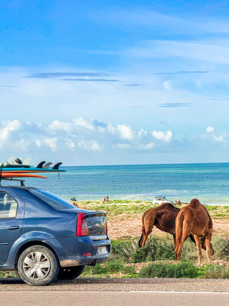 Camels next to the surf van on the coast road near Tamraght